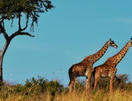 Salida Grupal: Sudfrica, Cataratas Victoria y Chobe